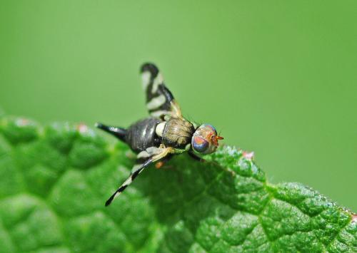 Réf. 305 330 : Urophora cardui